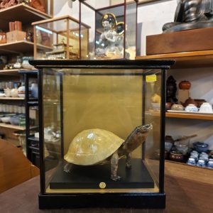 龟 [标本] Turtle Specimen [Display]