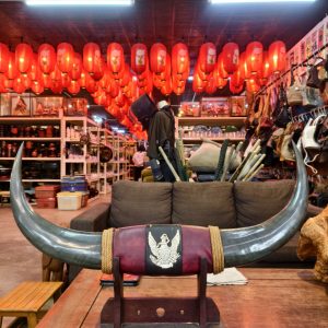 水牛角标本 Water Buffalo Horn Display